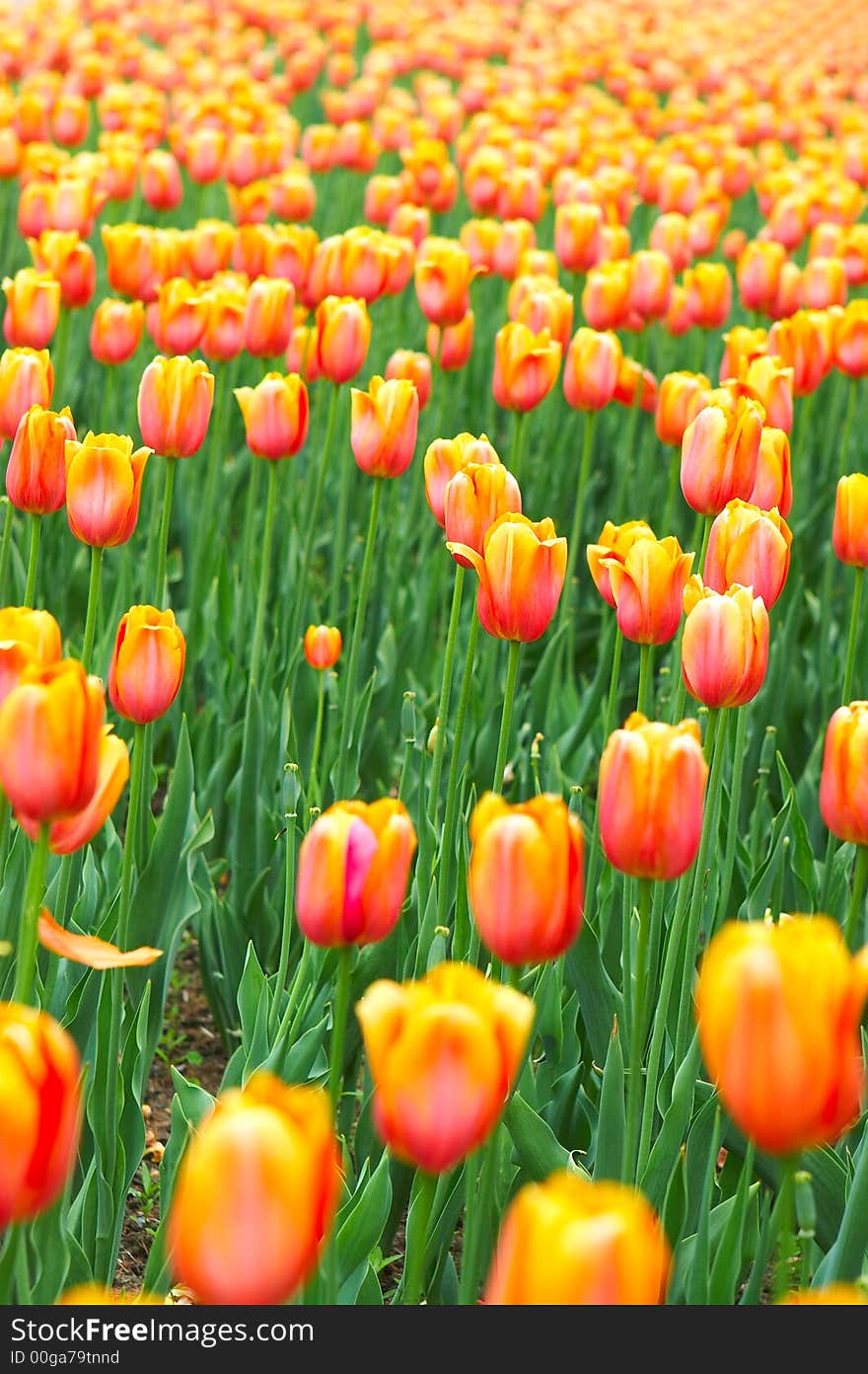 Beautiful tupil flowers in the garden. Beautiful tupil flowers in the garden.