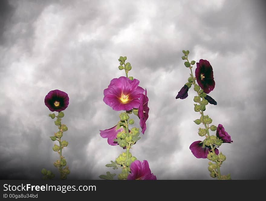 Stormy hollyhocks