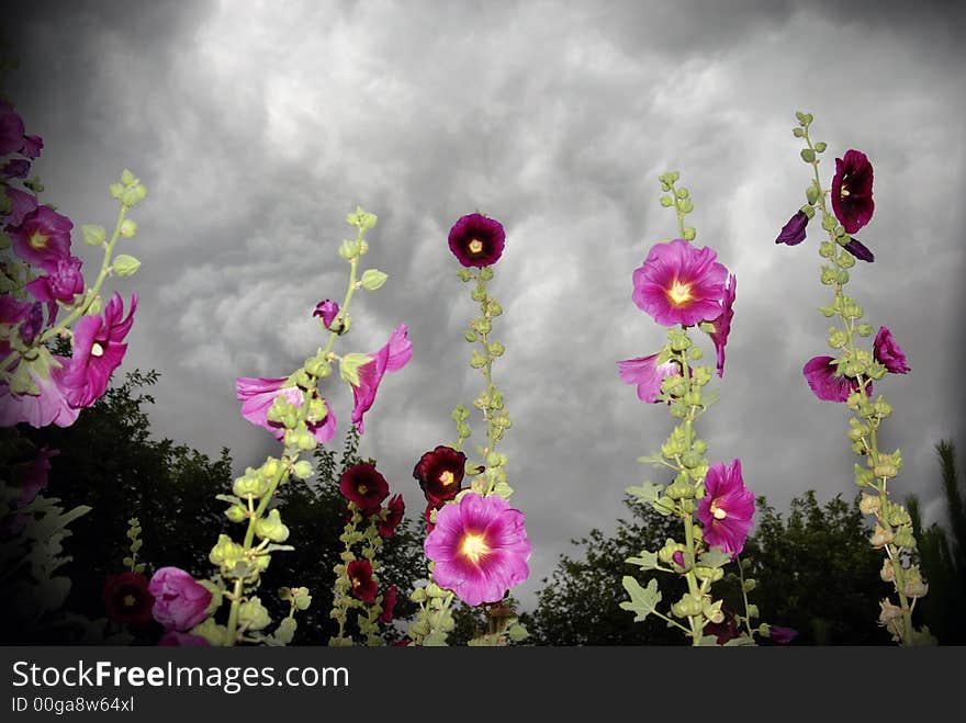 Stormy hollyhocks