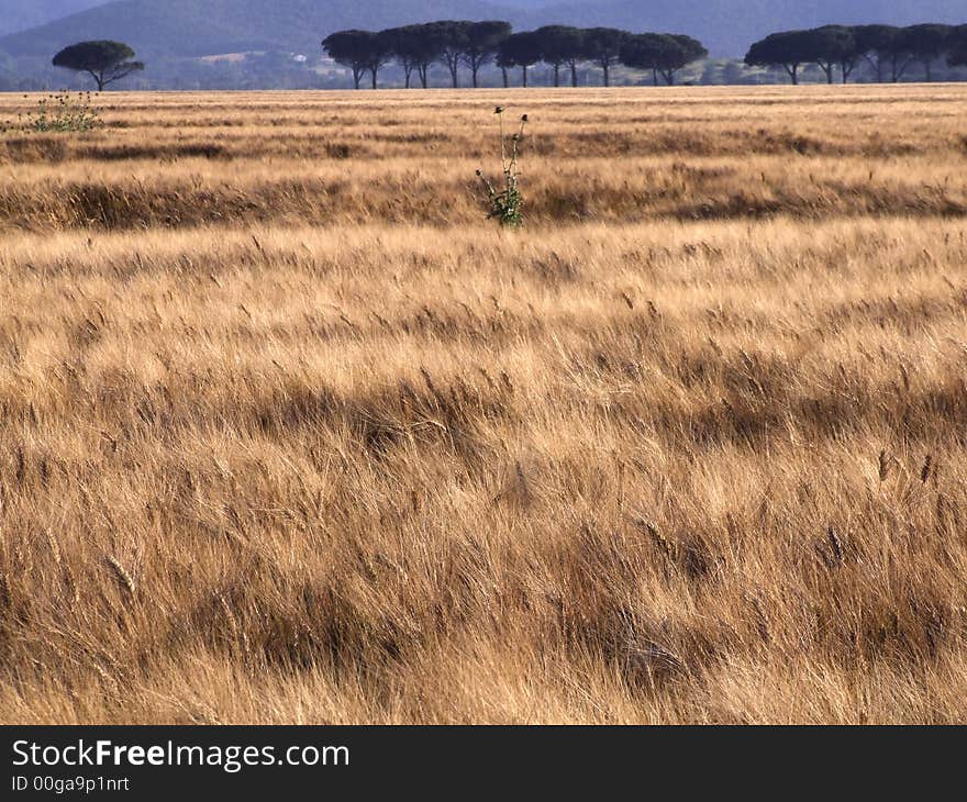 Wheat field