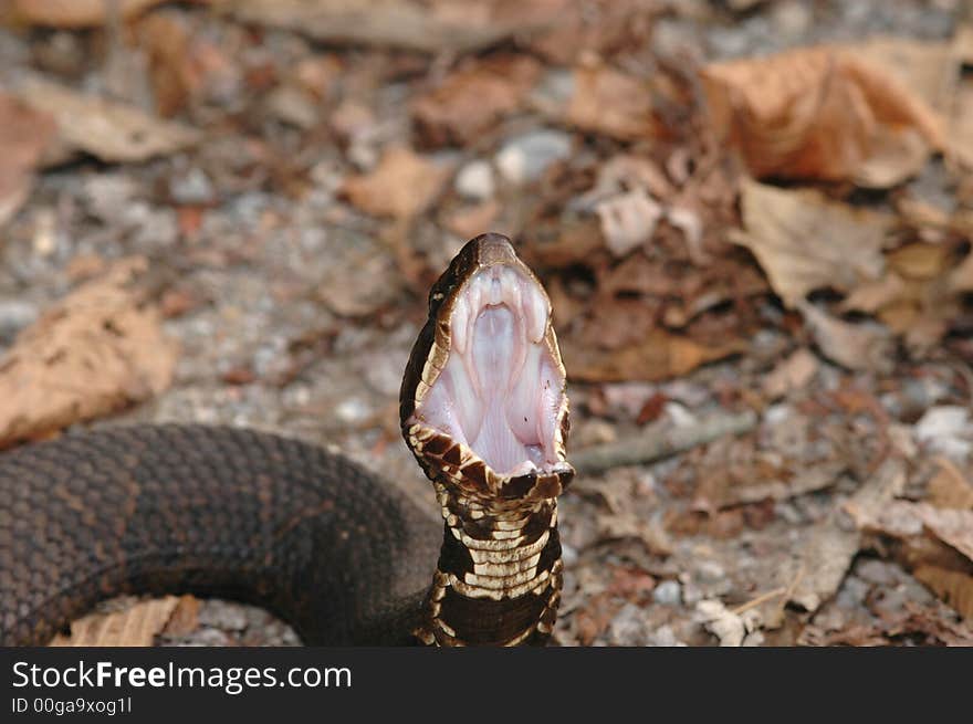 A cottonmouth snake displaying how it got the name cottonmouth. This is a defense display.