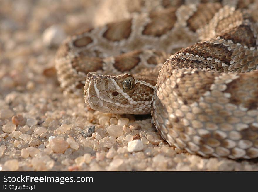 Prairie Rattlesnake