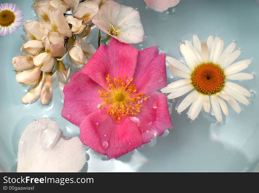 An image with various flowers in the water. An image with various flowers in the water