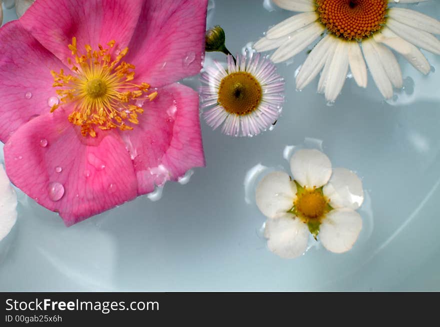 An image with various flowers in the water. An image with various flowers in the water