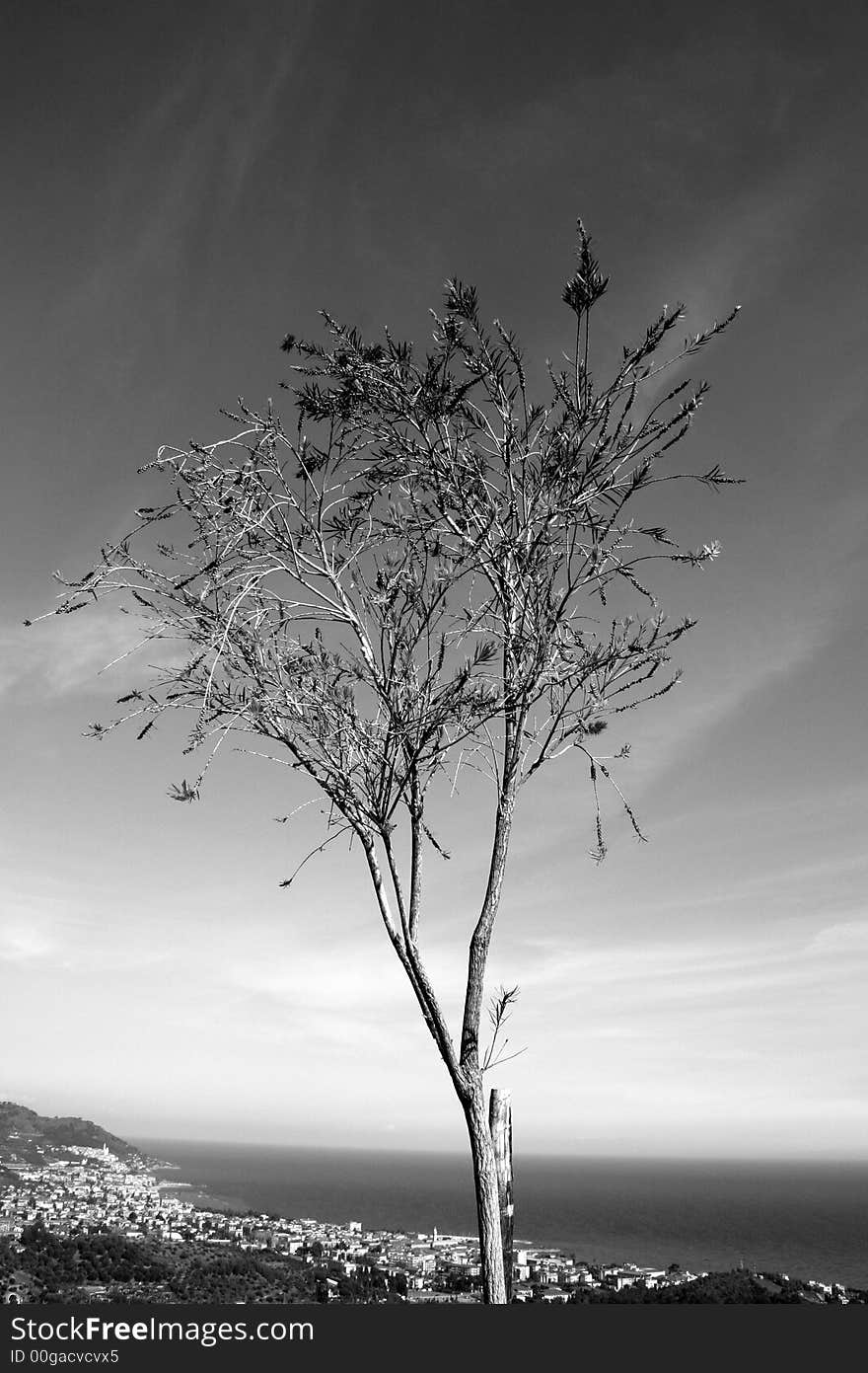 Tree Albero b/w