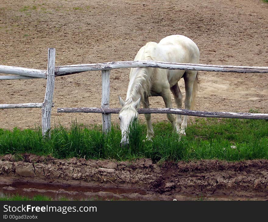 White horse