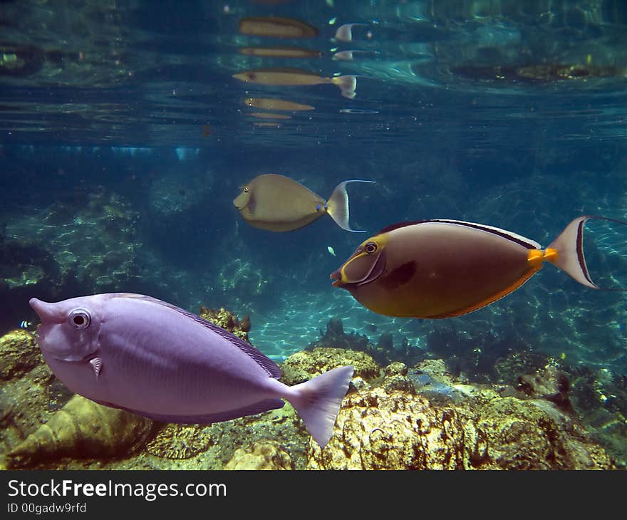 School of Unicornfish (Naso brevirostris) swimming over coral reef. School of Unicornfish (Naso brevirostris) swimming over coral reef.