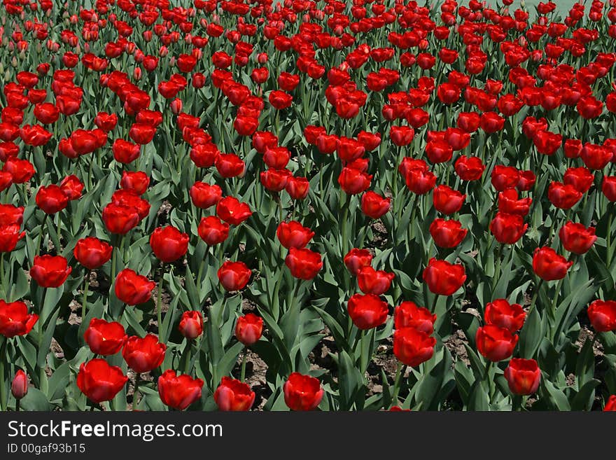 Many red tulips in the park