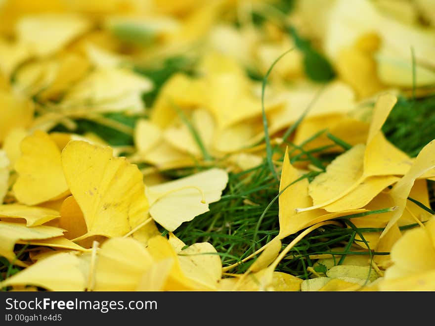 Falled leaves, yellow leafs, autumn. Falled leaves, yellow leafs, autumn