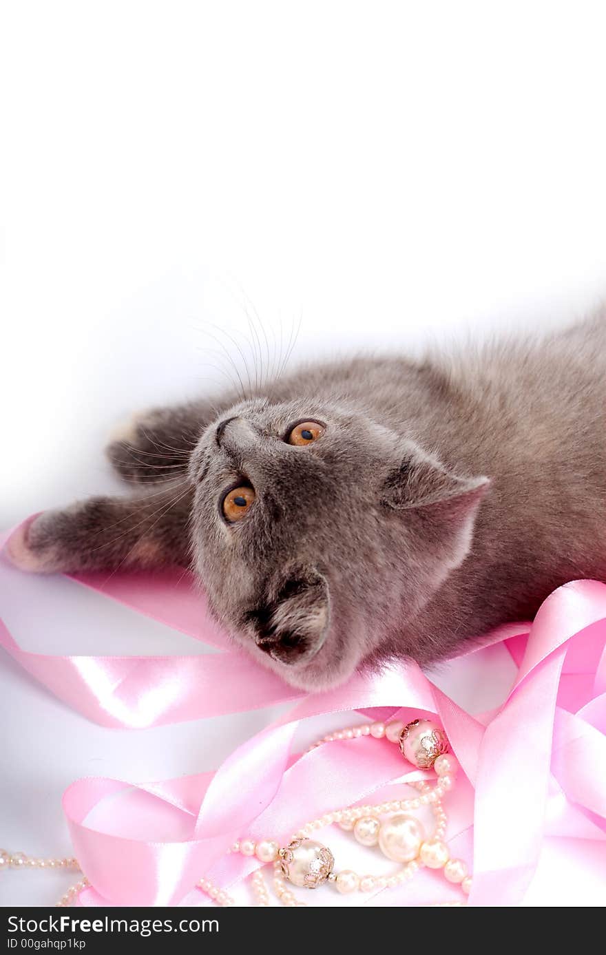 Grey kitty isolated on a white background