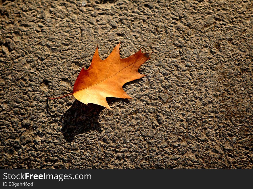 A red leaf on the ground. A red leaf on the ground