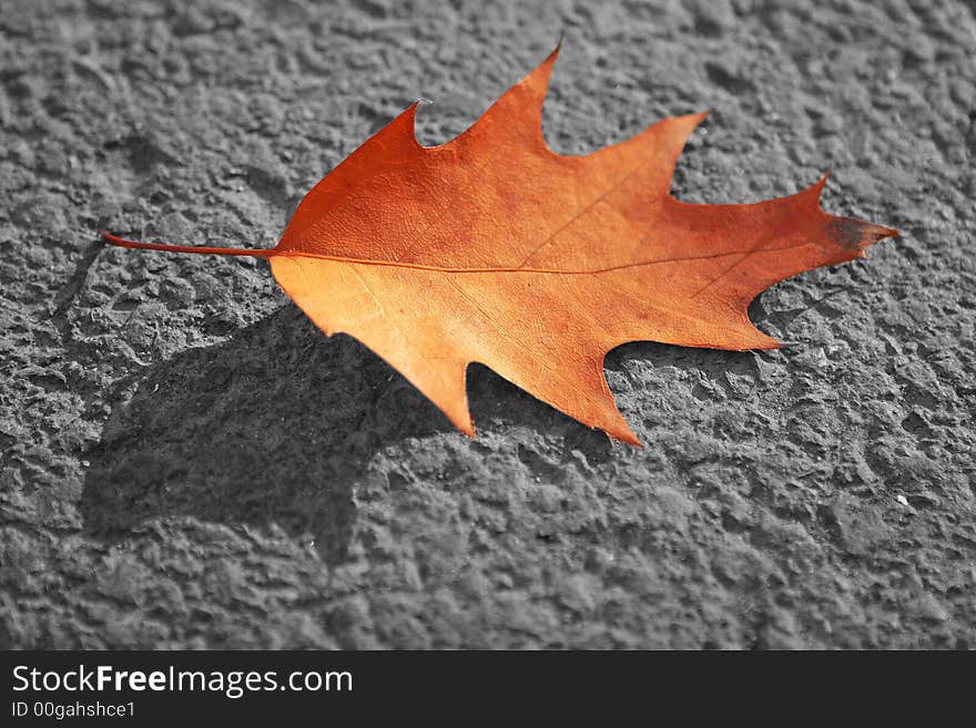 A red leaf on the ground. A red leaf on the ground