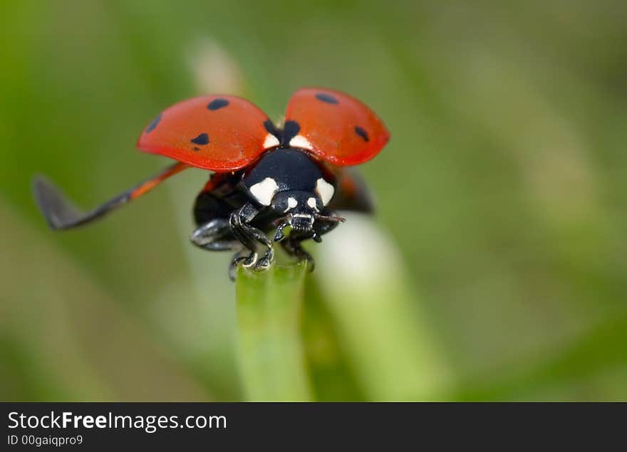 Macro photo of a lladybug on grass flapping its wings. Macro photo of a lladybug on grass flapping its wings