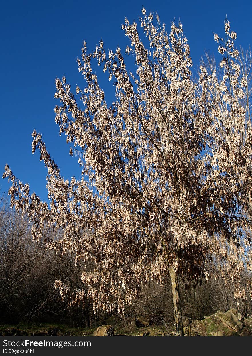 Tree and an intense blue sky as background