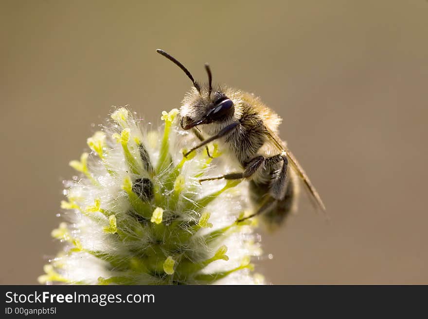 Bee and flower in sunlight on dark background. Bee and flower in sunlight on dark background