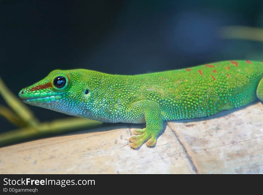 Giant Madagascar Day Gecko