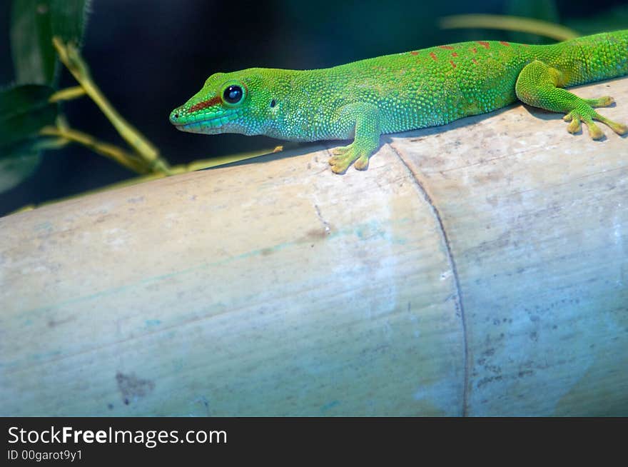 Giant Madagascar Day Gecko