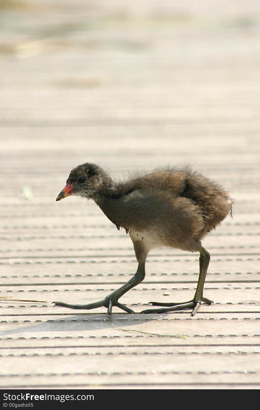 Water hen