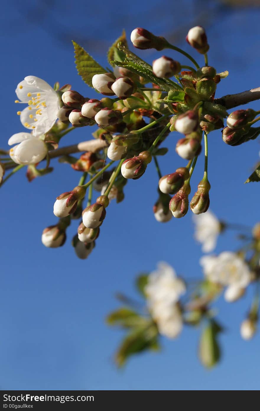 Cherry Bloom