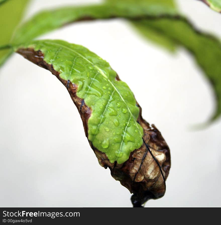 A half dry leaf, with drops of water.