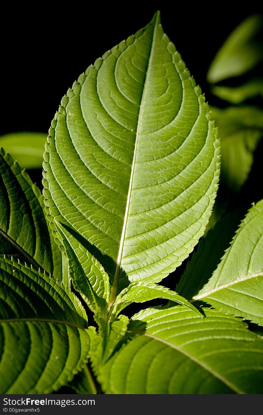 Green leaf on a black background