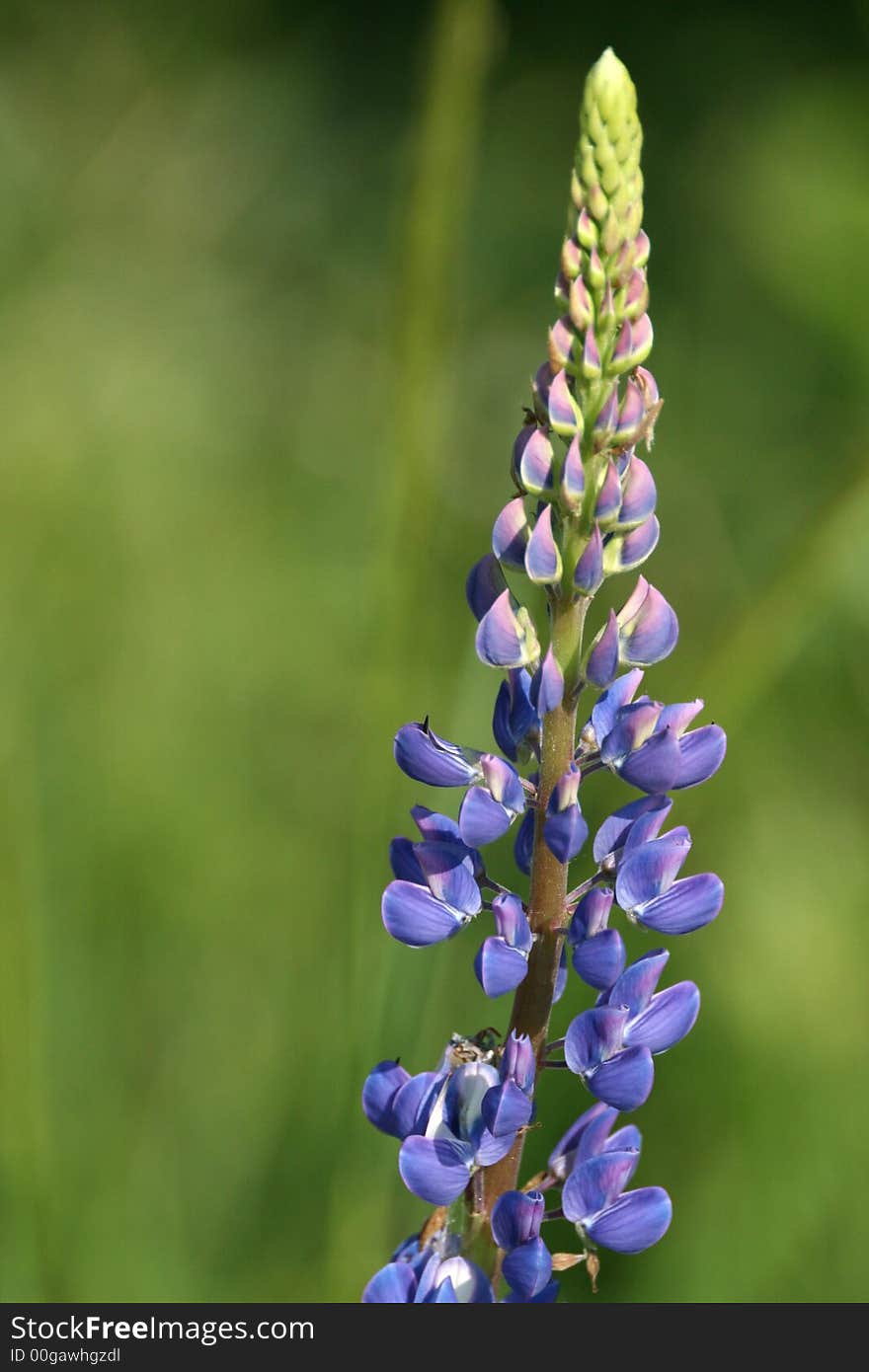 Blue flowerage