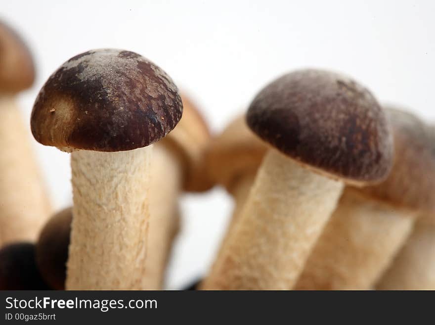 A brunch of Southern Poplar Mushroom on white background