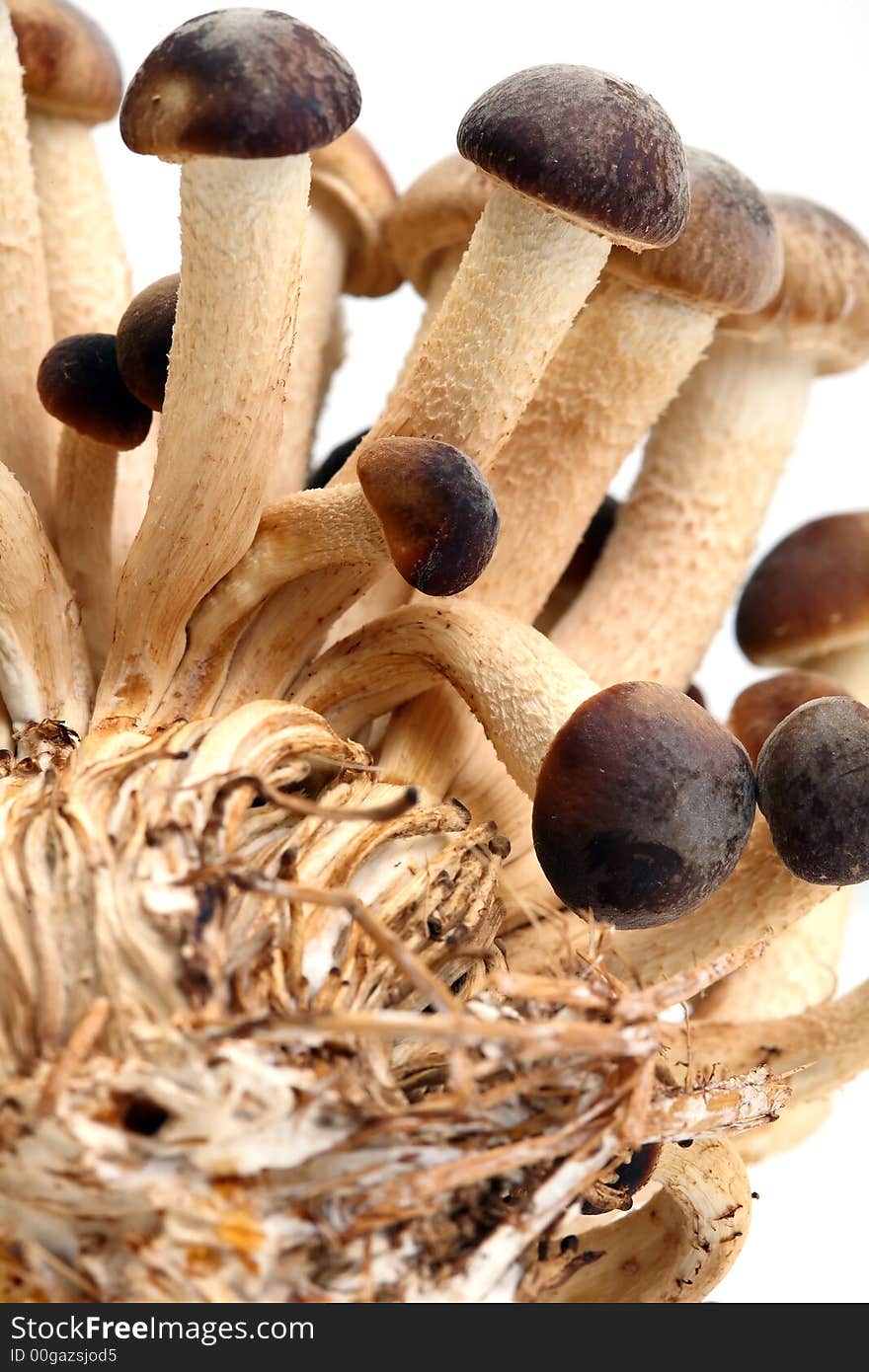 A brunch of Southern Poplar Mushroom on white background