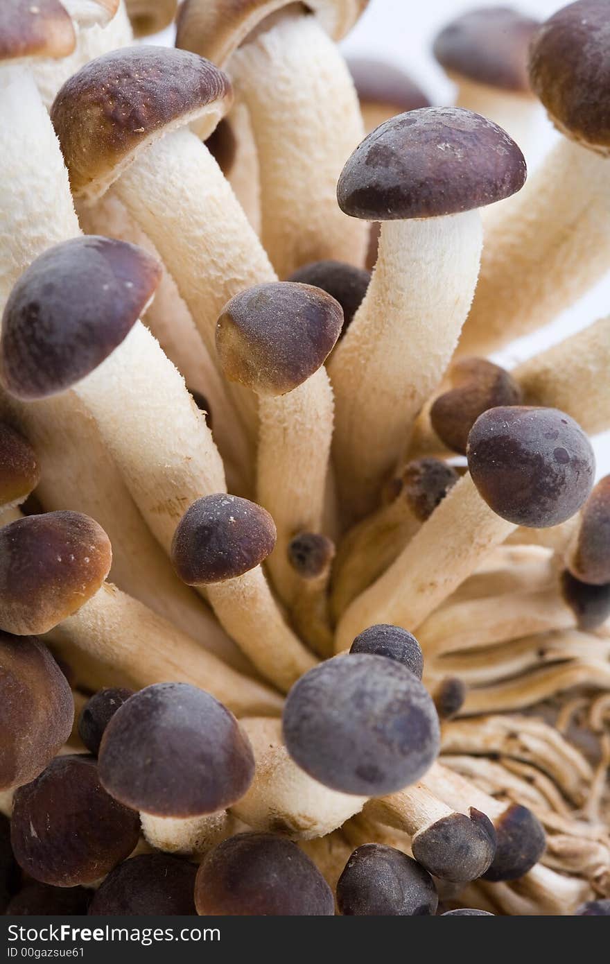 A brunch of Southern Poplar Mushroom on white background