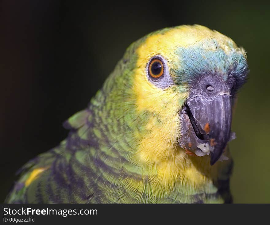 A parrot having his morning meal. There are tiny pieces of fruits on its beak. A parrot having his morning meal. There are tiny pieces of fruits on its beak.