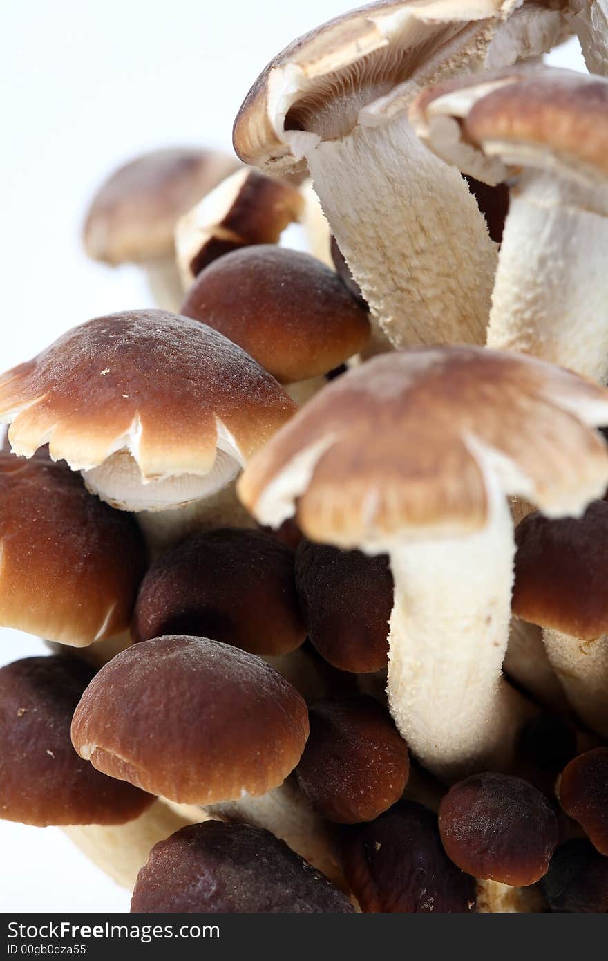 A brunch of Southern Poplar Mushroom on white background