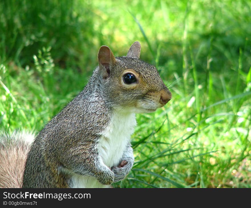 Squirrel close-up, natural light, grassy background. Will isolate animal upon request. Squirrel close-up, natural light, grassy background. Will isolate animal upon request.