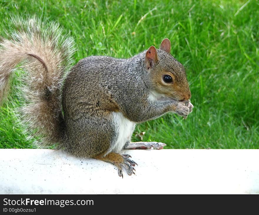 Squirrel nibbling on nut, natural light, grassy background.  Will isolate animal upon request.