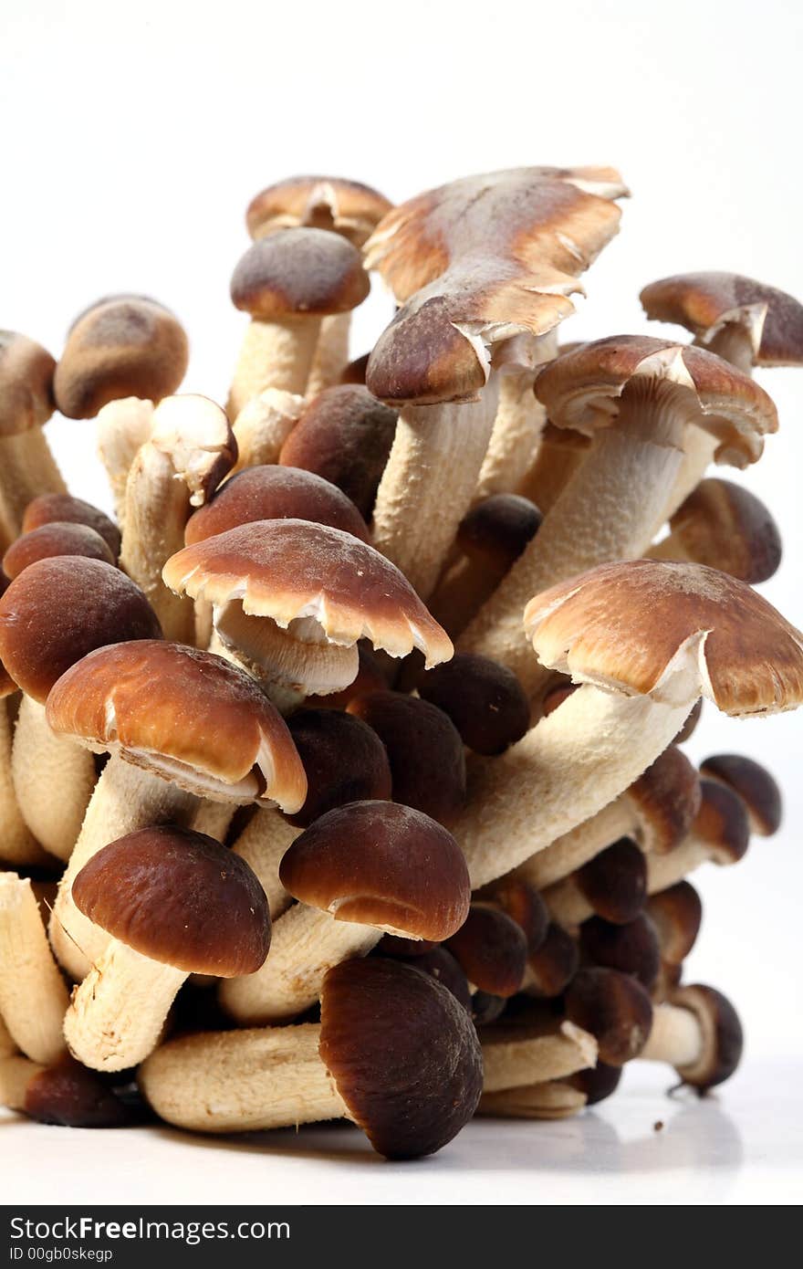 A brunch of Southern Poplar Mushroom on white background