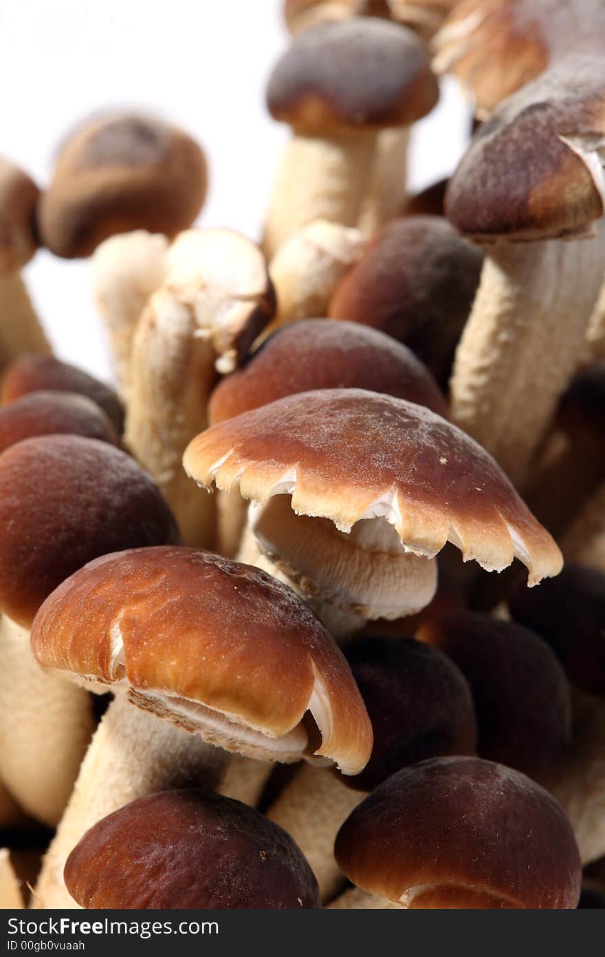 A brunch of Southern Poplar Mushroom on white background