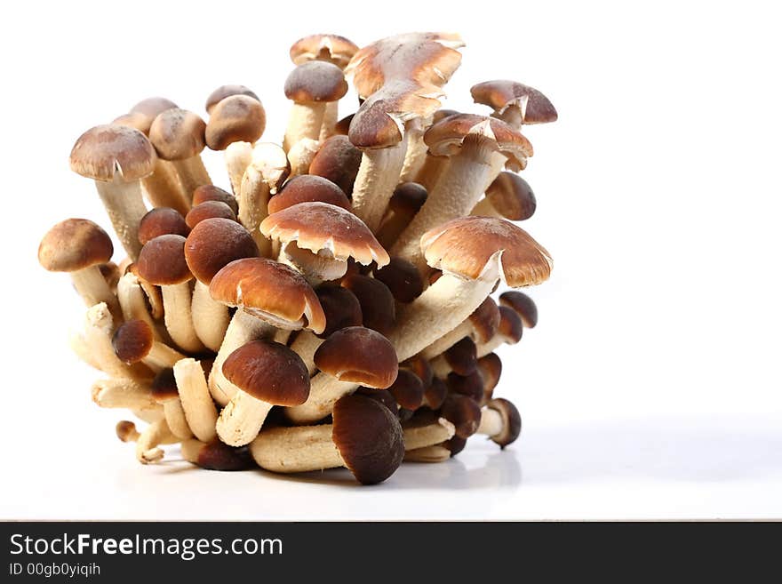 A brunch of Southern Poplar Mushroom on white background