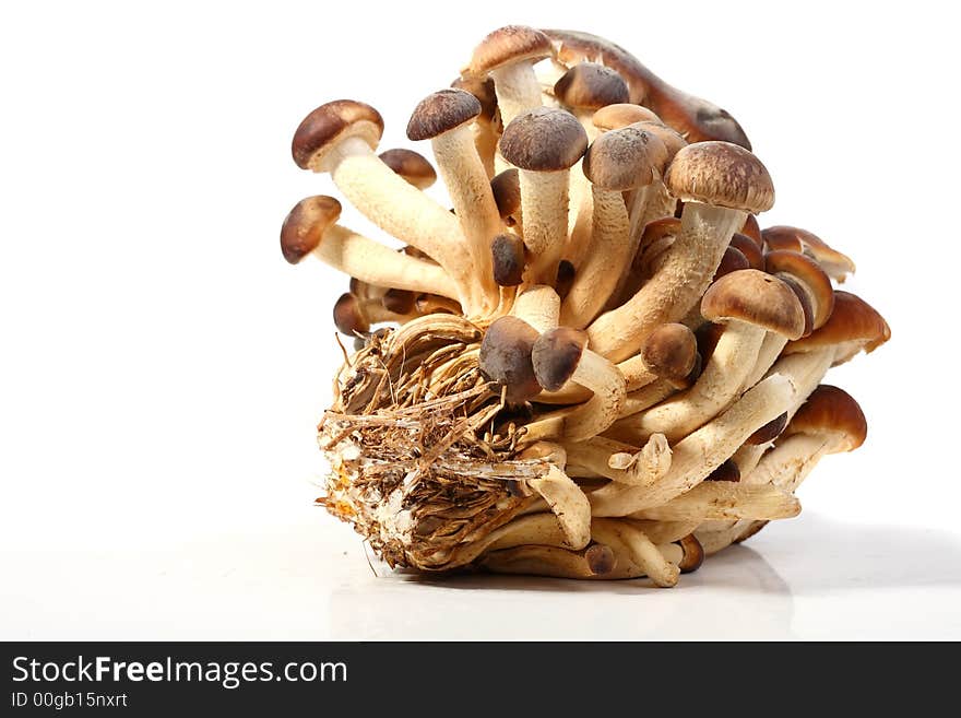 A brunch of Southern Poplar Mushroom on white background