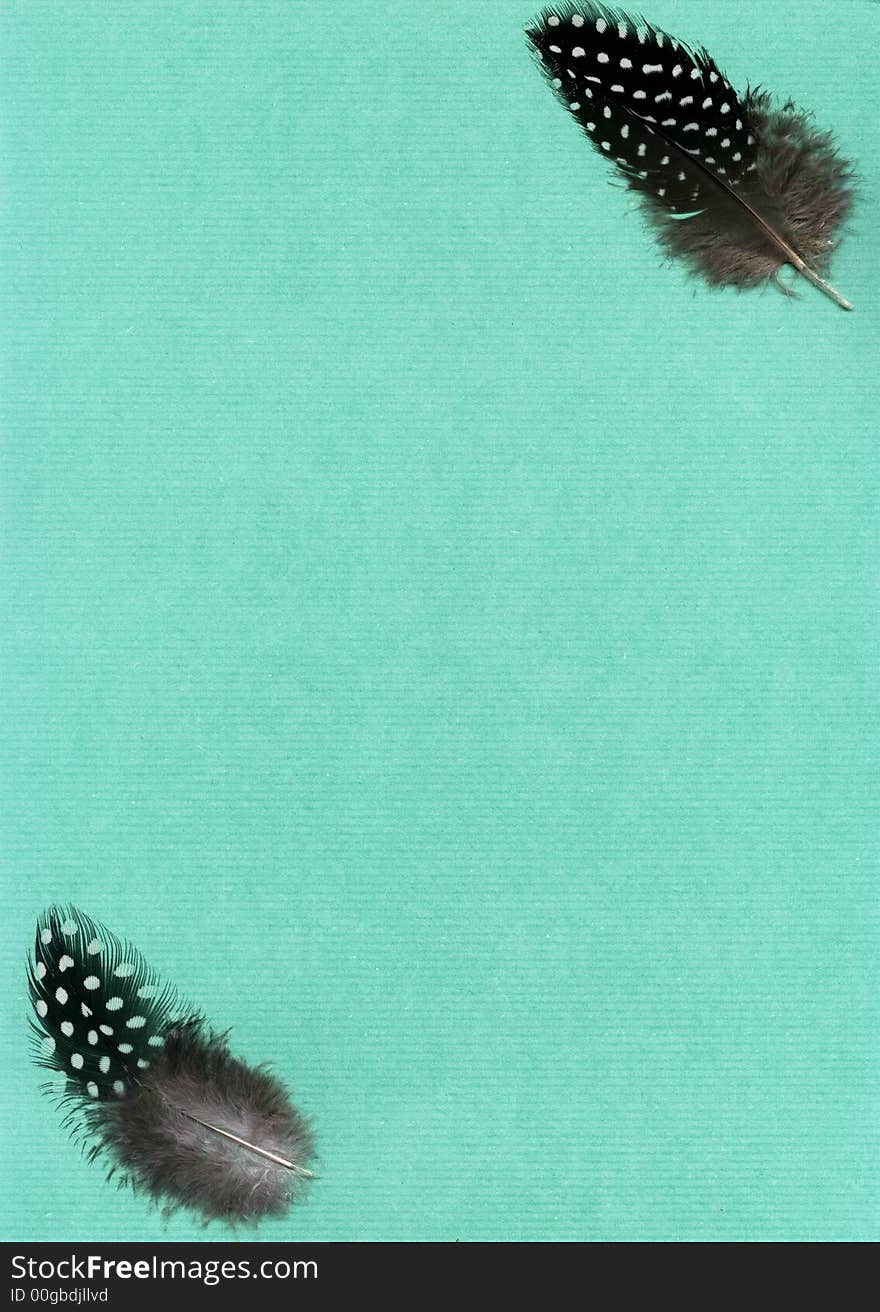 Two guineafowl feathers on green textured background. Two guineafowl feathers on green textured background