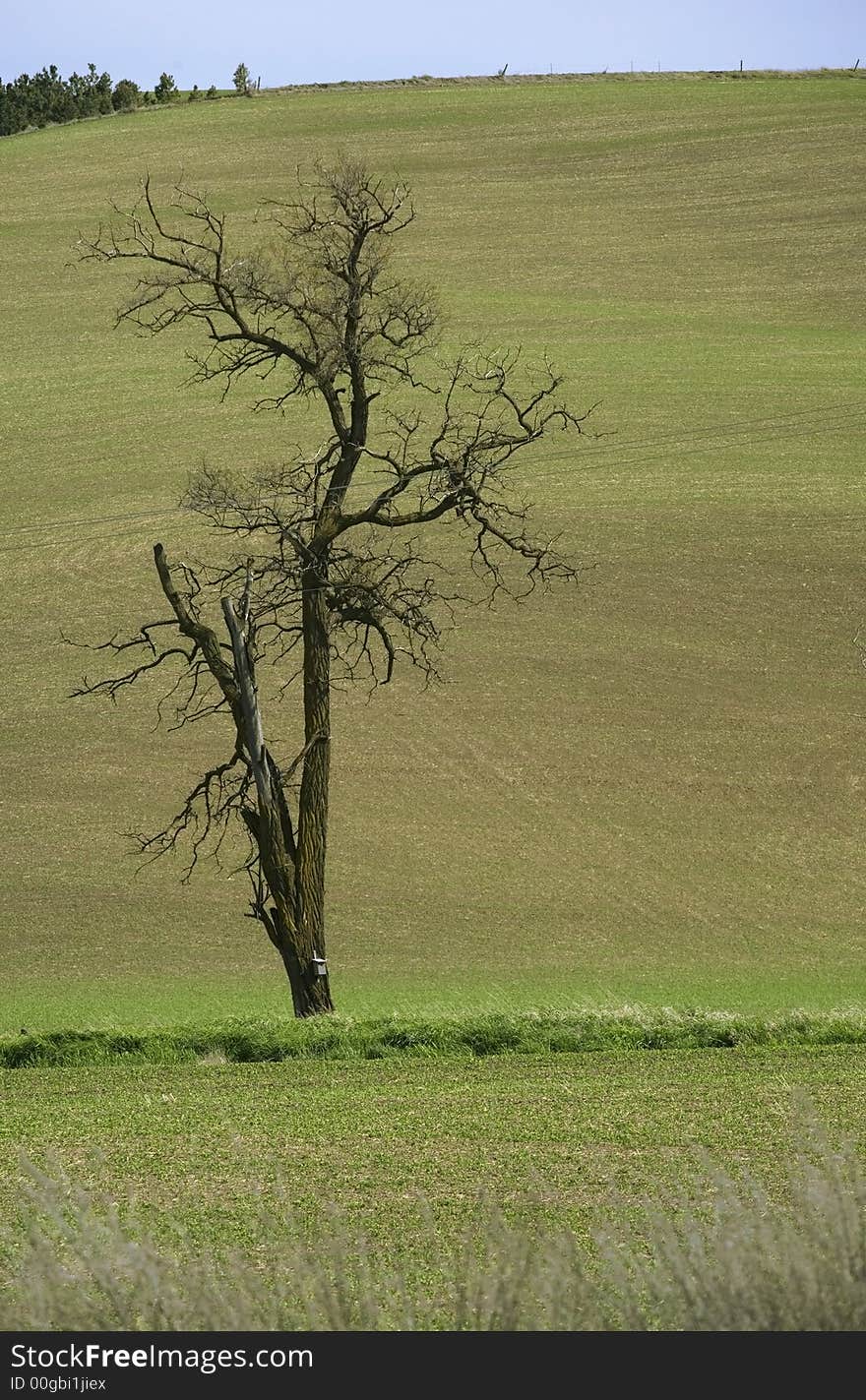 Lonely Tree