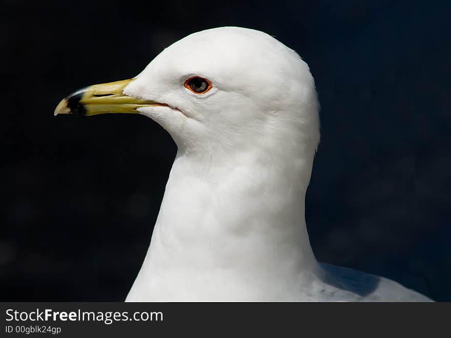 Proud Seagull