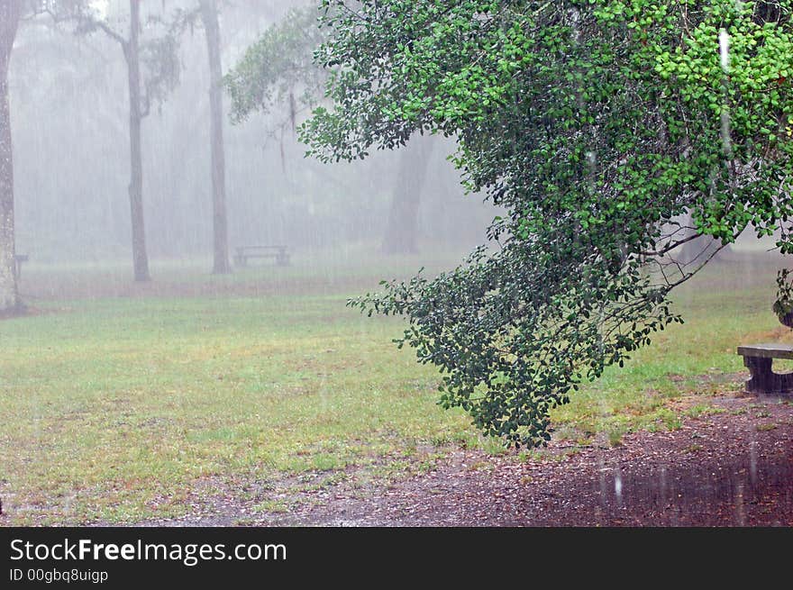 This is at a park in south GA. It was raining that day.