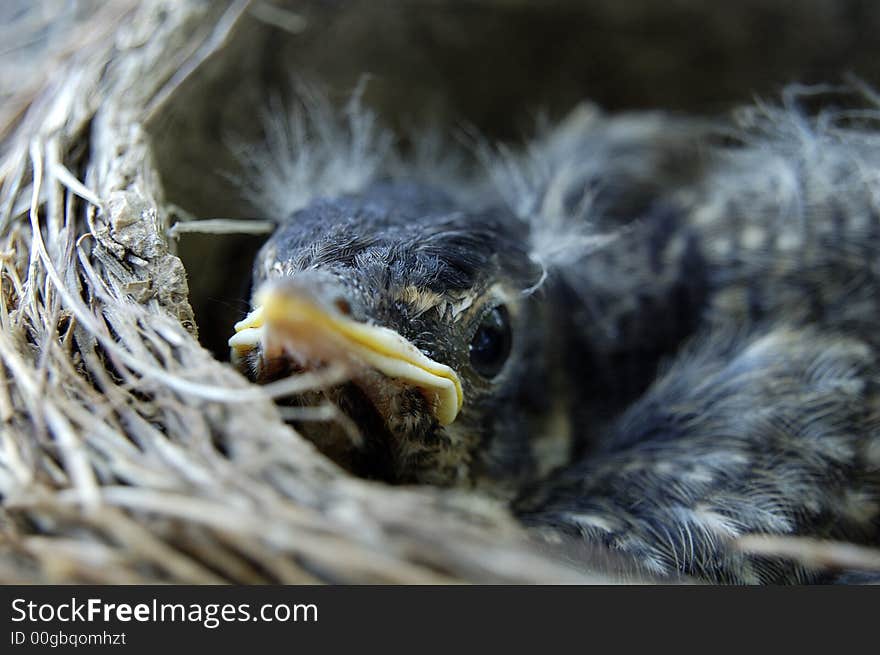 Baby bird in nest looking up. Baby bird in nest looking up