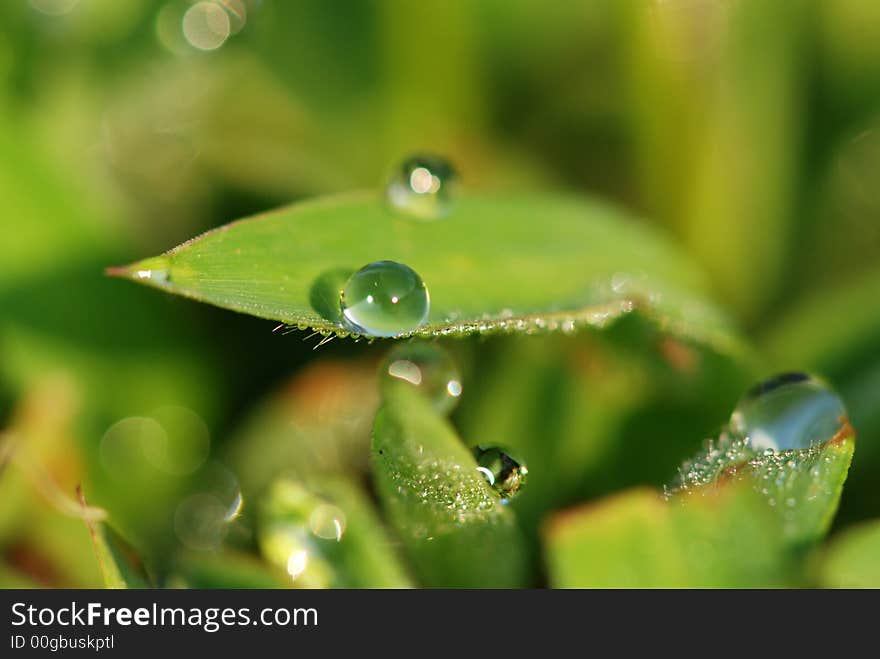 Green grass and water droplets