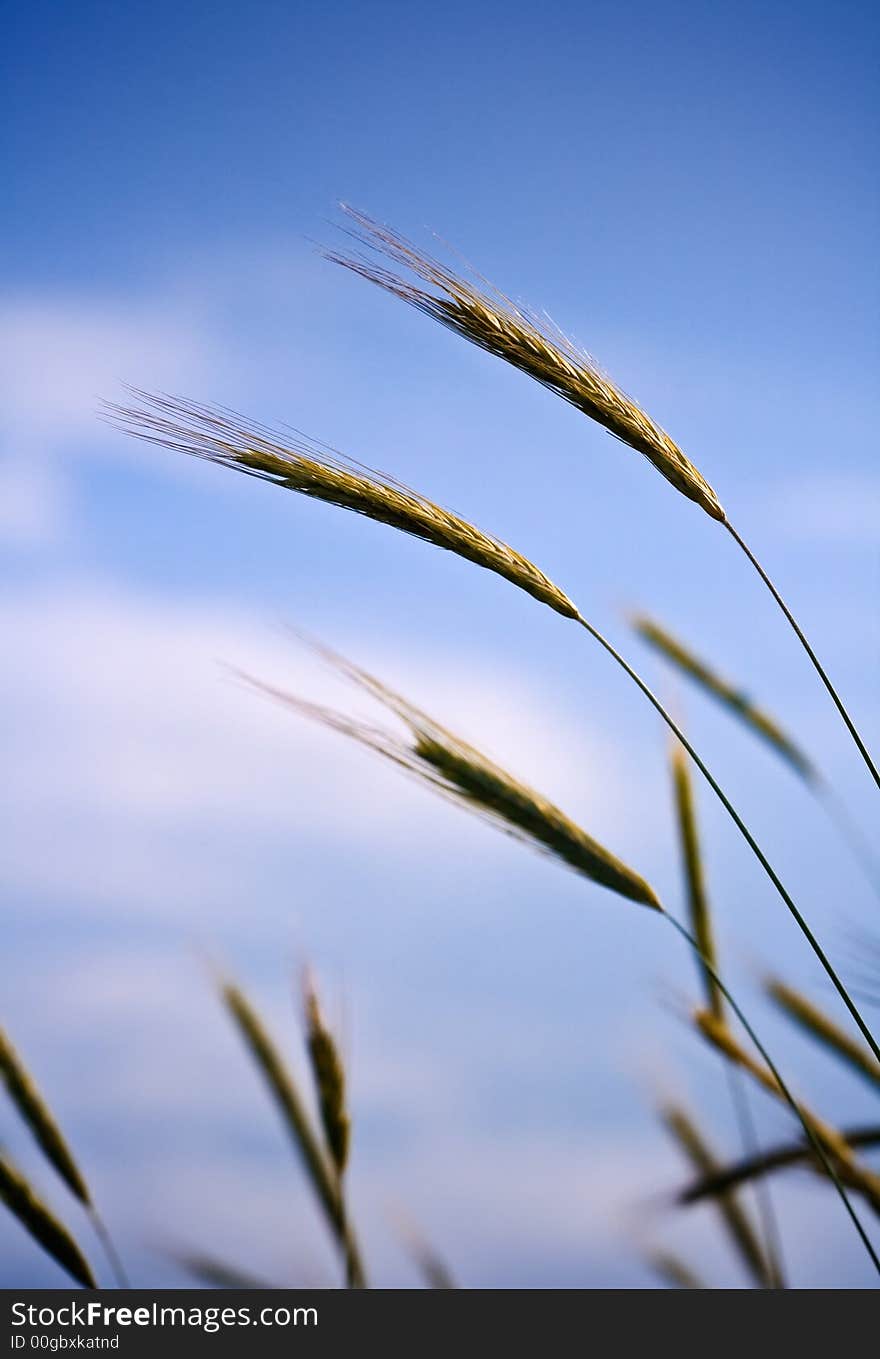 Some blades of rye in front of the blue sky.