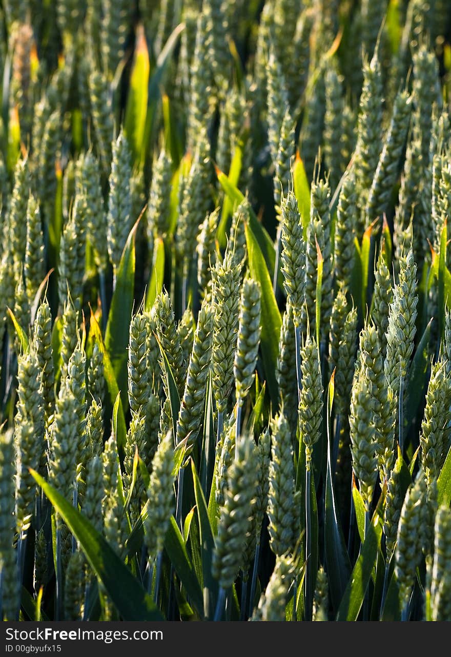 Closeup of a field of wheat.