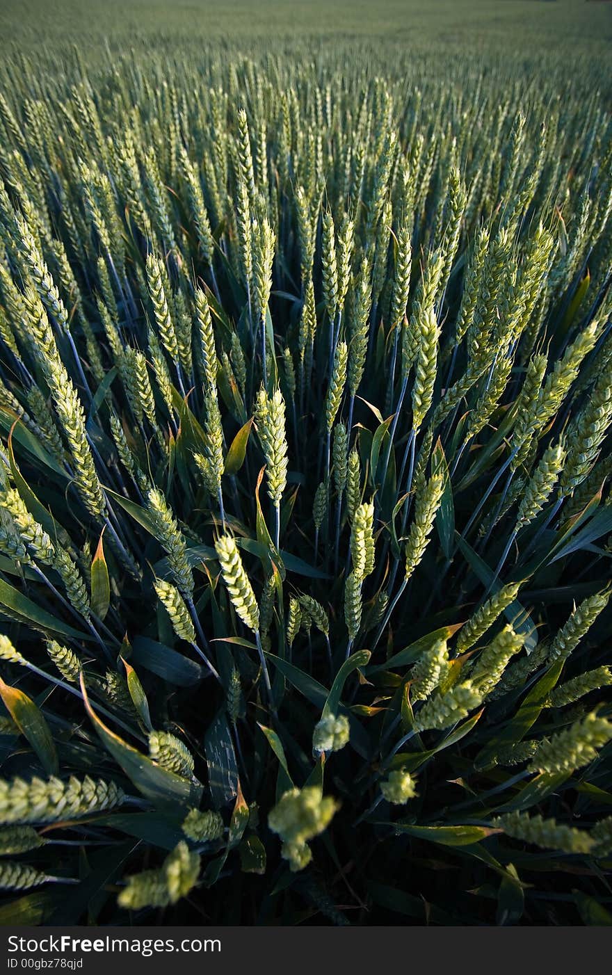 A wide-angle shot of a field of wheat. A wide-angle shot of a field of wheat.