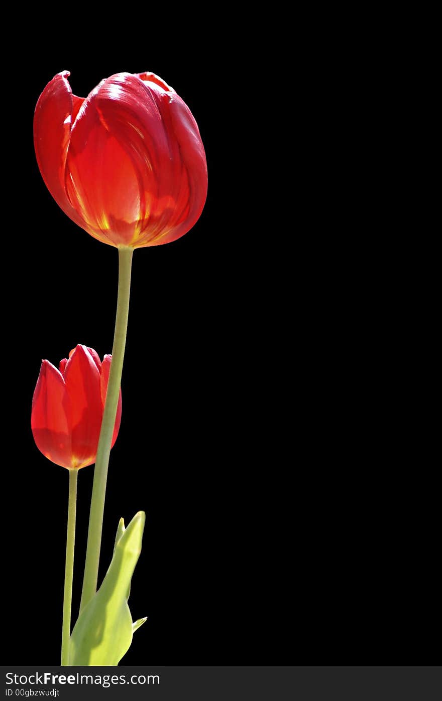 Red tulips