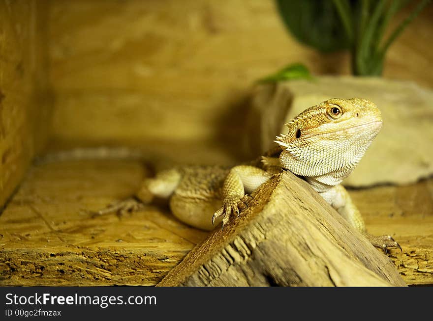 Pogona vitticeps in terrarium - hungry. Pogona vitticeps in terrarium - hungry