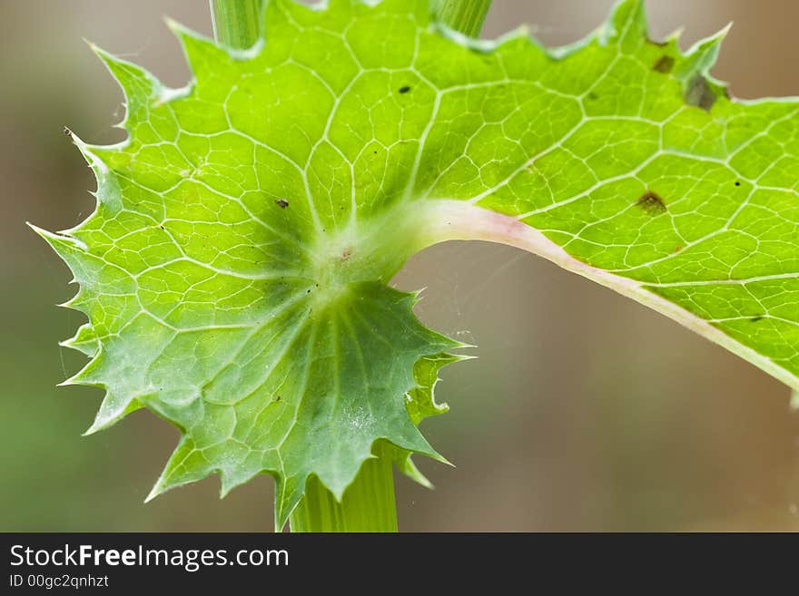 Thistle Leaf