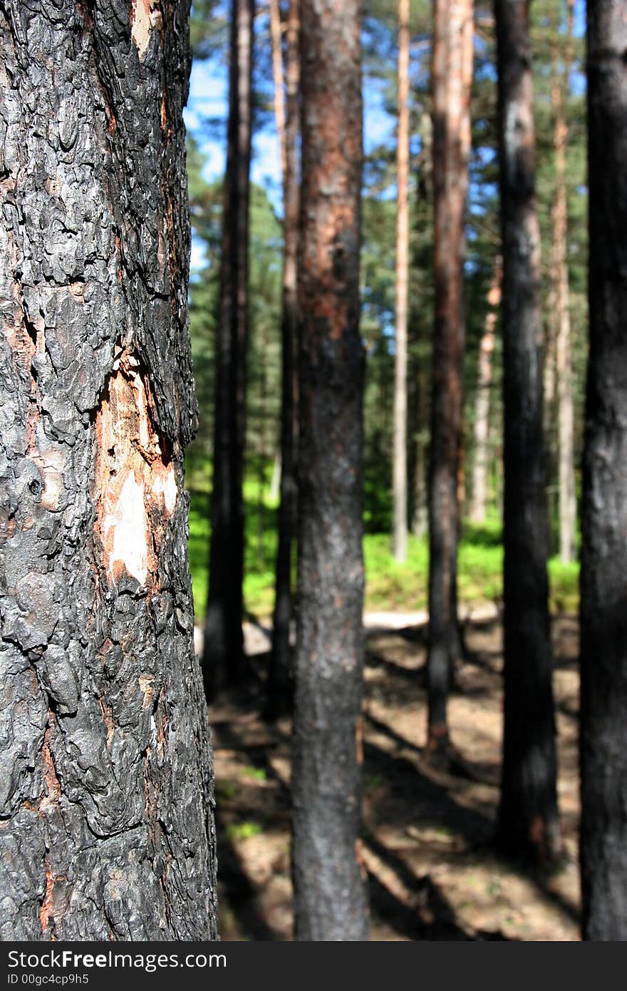 Forest after fire